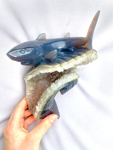 Agate Druzy Agate Shark Carving - Dragon Mama Crystals 