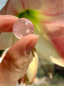 Mini Star Rose Quartz Spheres | A Grade - Dragon Mama Crystals 