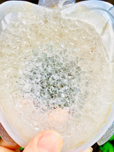 Load image into Gallery viewer, Druzy Agate Crystal Turtle - Dragon Mama Crystals 