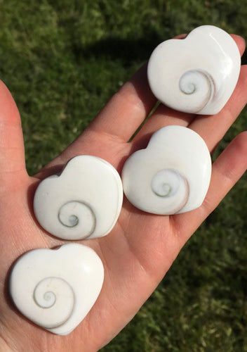 Shiva Eye Shell Hearts - Dragon Mama Crystals 